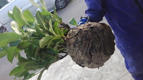 Traitement écologique des nids de frelons asiatiques à Caen