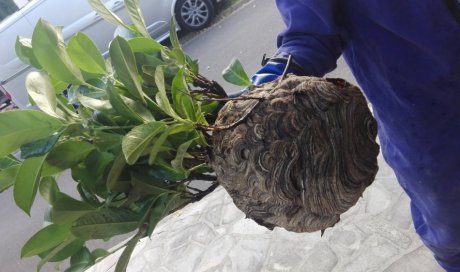 Traitement écologique des nids de frelons asiatiques à Caen